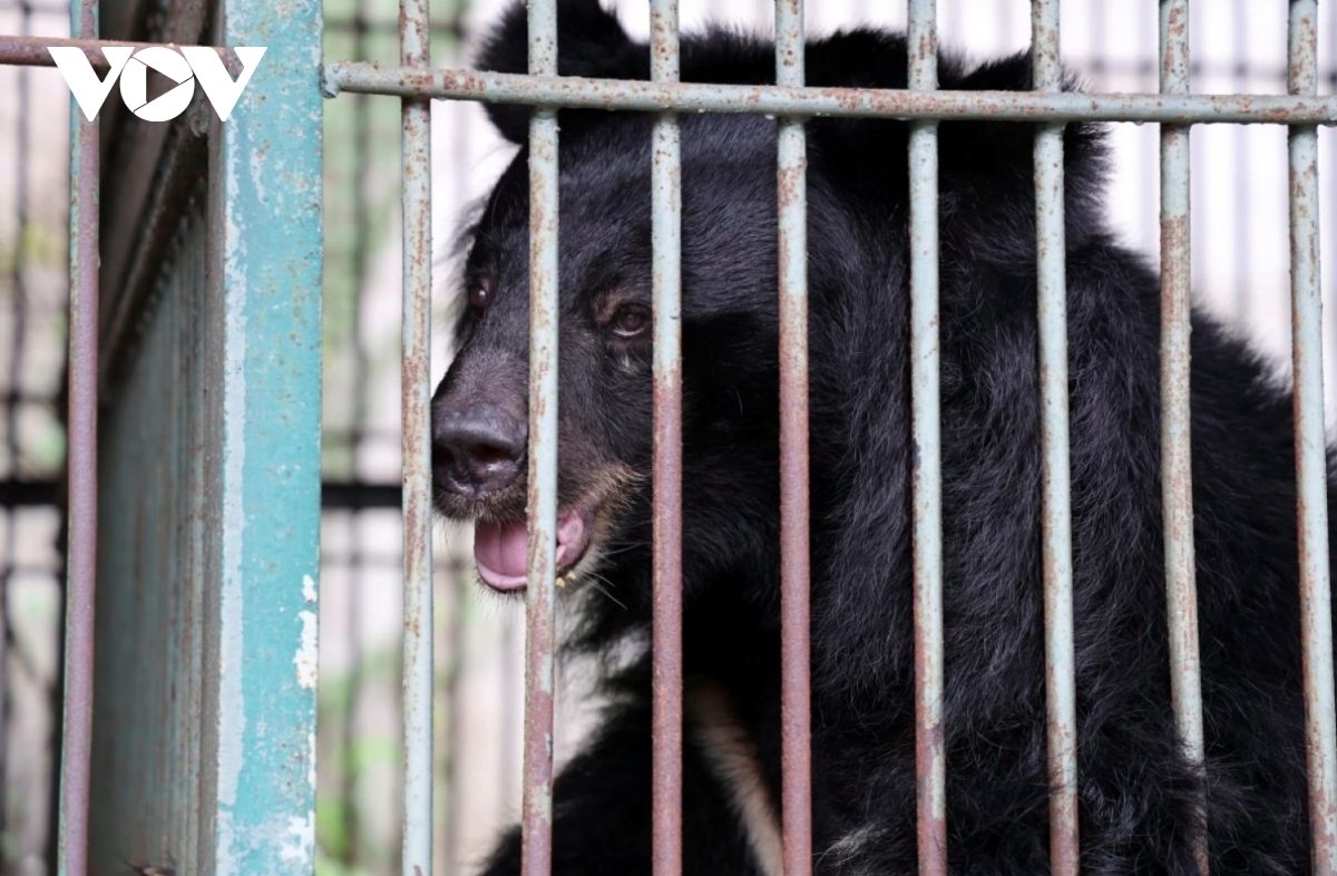 Four bears rescued transferred to Bach Ma National Park for rehabilitation